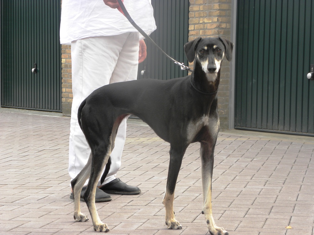 Flora (import Francie) - Bohemia Genao Sloughi kennel